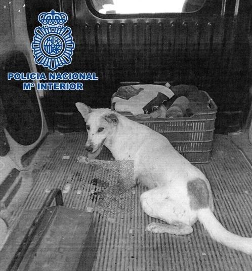 El disparo provocó lesiones tan graves que fue necesario amputarle una pata al perro. El disparo provocó lesiones tan graves que fue necesario amputarle una pata al perro.