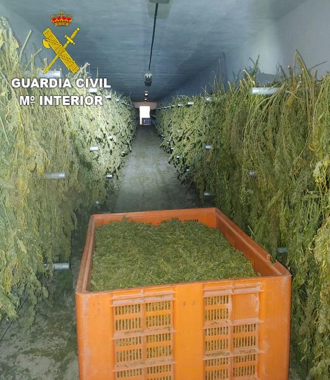 Foto de la marihuana intervenida en Zafarraya.