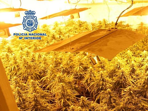La marihuana estaba distribuida en tres habitaciones del inmueble. La marihuana estaba distribuida en tres habitaciones del inmueble.