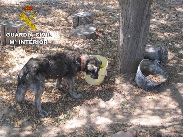 Uno de los dos perros que tenía abandonados. 