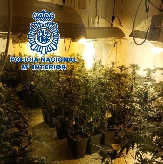 Plantación de marihuana descubierta Plantación de marihuana descubierta.