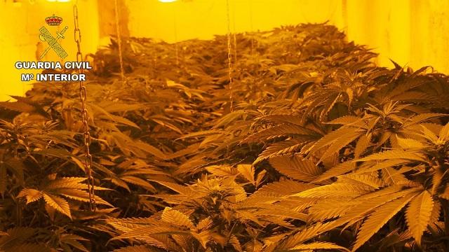 Una de las plantaciones descubiertas Una de las plantaciones descubiertas.