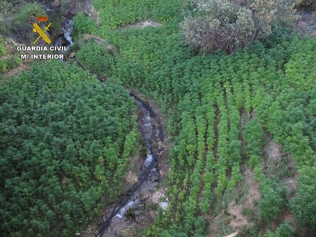 Plantación de marihuana en Cáñar.