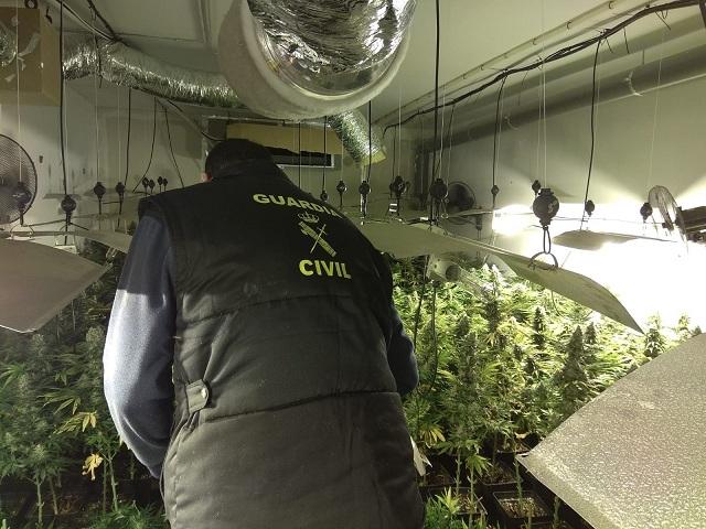 Un agente inspecciona una de las habitaciones con marihuana. 