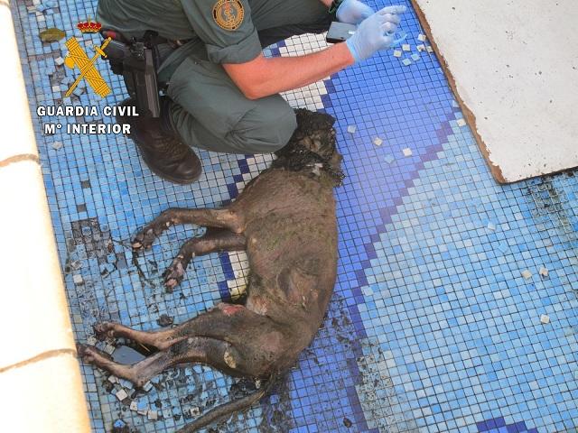 El perro fallecido, tras ser sacado de la piscina.