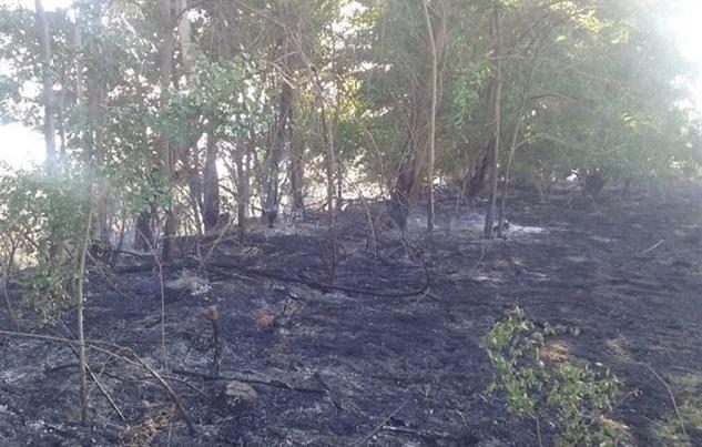 El fuego quemó vegetación de ribera. 