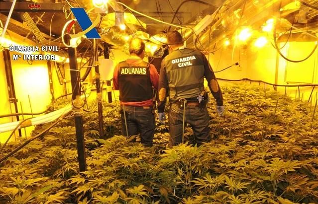 Agentes inspeccionan la plantación encontrada. 