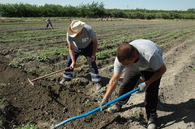 Agricultores labrando tierras en la Vega. 