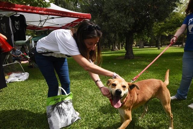 Feria de adopción celebrada el pasado septiembre en Armilla.