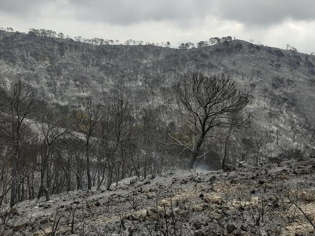 Desolador paisaje tras el fuego. 