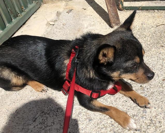 No hay evidencia científica de que los animales puedan padecer o contagiar el Covid-19 No hay evidencia científica de que los animales puedan padecer o contagiar el Covid-19.