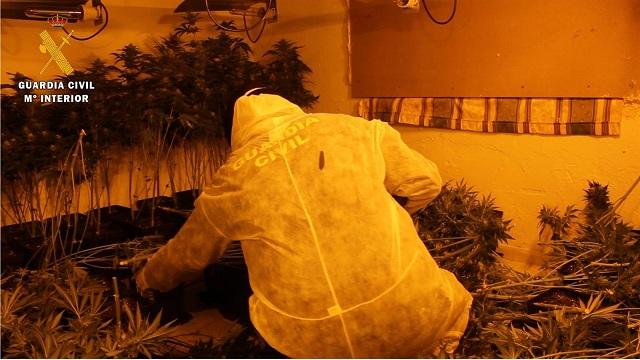 Uno de los cultivos de marihuana hallados en el edificio de la calle Molino Nuevo.