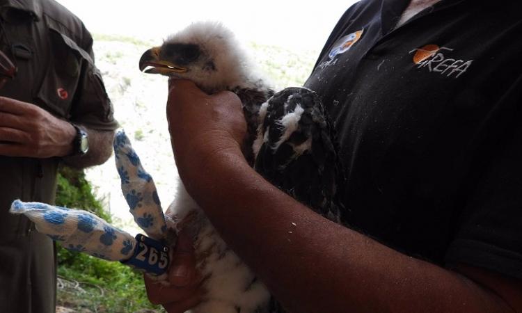 Ejemplar de águila de Bonelli o perdicera. 