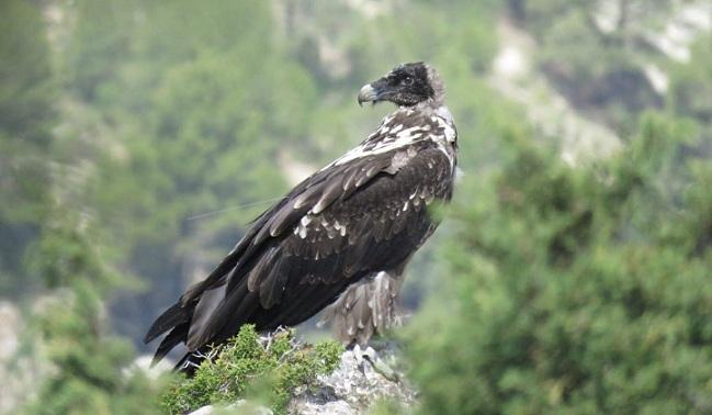 Ejemplar de quebrantahuesos.