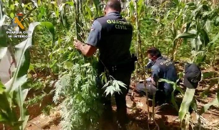 Agentes, con plantas de marihuana.