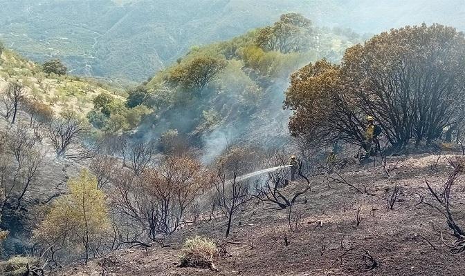 Bomberos forestales actúan en la zona incendiada. 