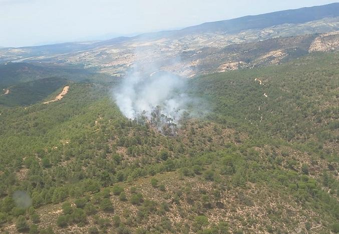 Inicio del incendio, en un área poblada de pinos. 