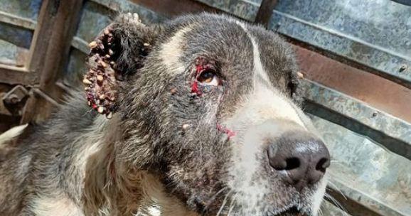 Imagen de uno de los perros rescatados difundida por Galgos del Sur en su perfil de Facebook.