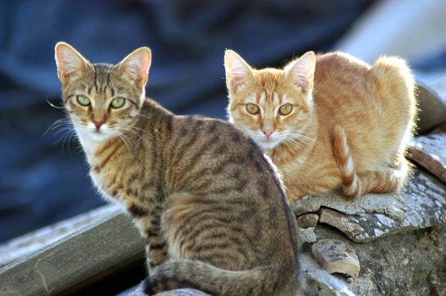 La ayuda transporte, alojamiento y cuidado de los animales La ayuda transporte, alojamiento y cuidado de los animales.