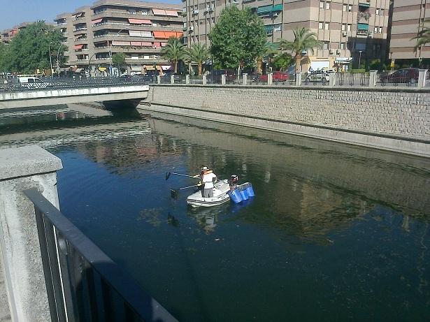 Limpieza de residuos en el tramo urbano del Genil. 