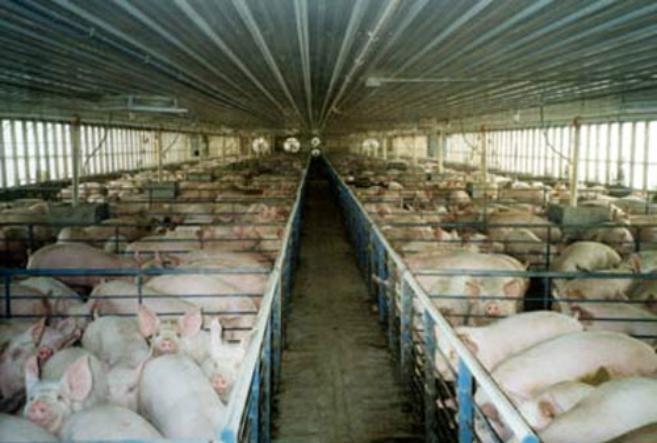 Granja porcina de producción intensiva. 