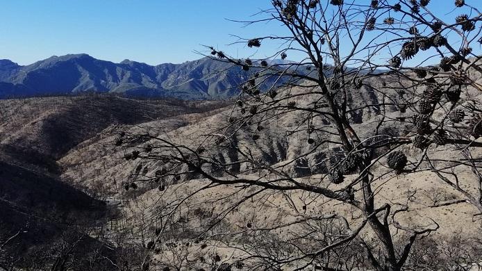 Paisaje desolado, más de un año después, en la Sierra de Albuñuelas quemada en el gran incendio de Los Guájares.