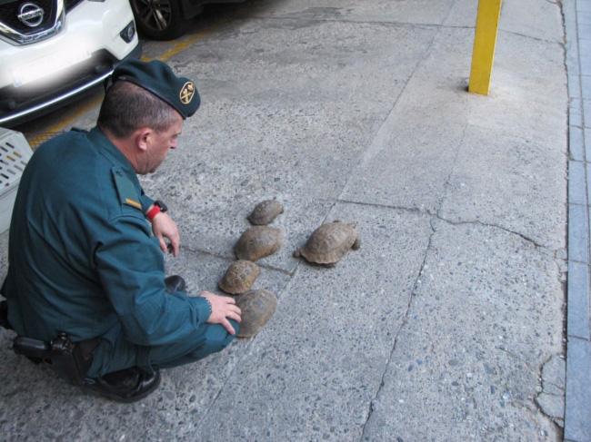 Las tortugas recuperadas están en peligro de extinción.