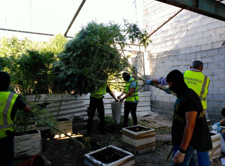 Agentes requisan plantas en uno de los domicilios.