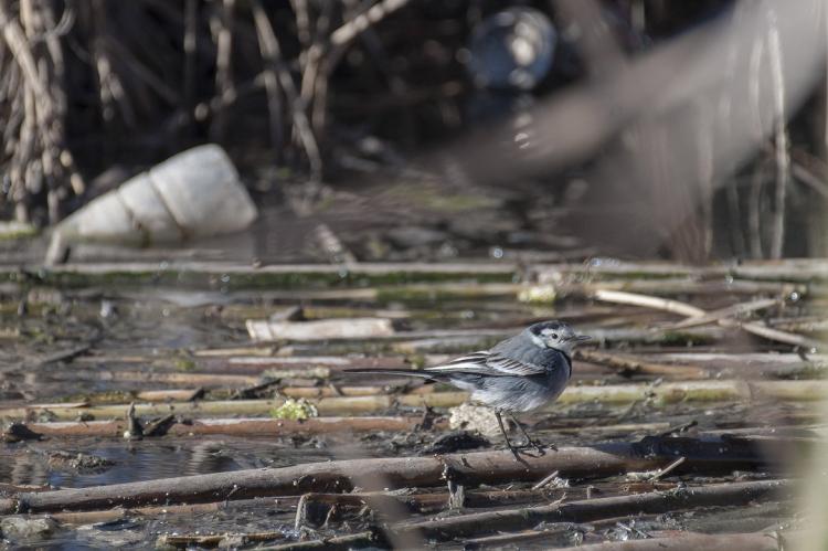 Los pájaros conviven con la basura y el agua contaminada en el humedal.