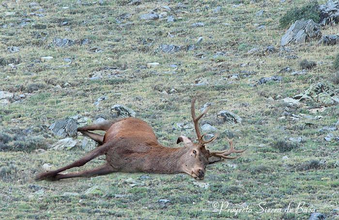 Uno de los ciervos hallados muertos en marzo en la Sierra de Baza. 