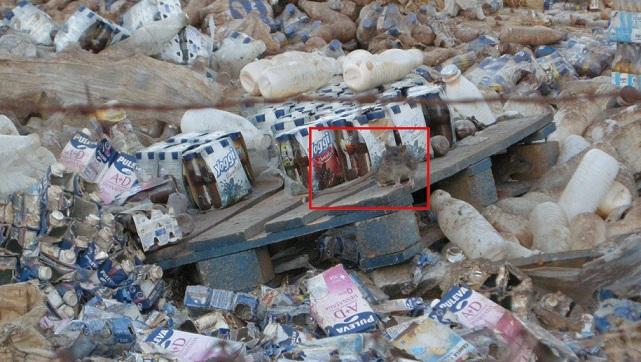 Una rata en medio de basura cerca de Peñuelas.