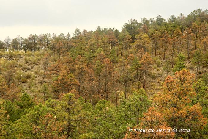 No son los colores del otoño, sino pinos que se están muriendo.