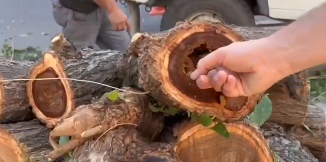 Imagen extraída del vídeo municipal. 