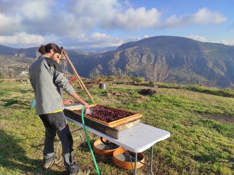 Trabajo con semillas en la Alpujarra.