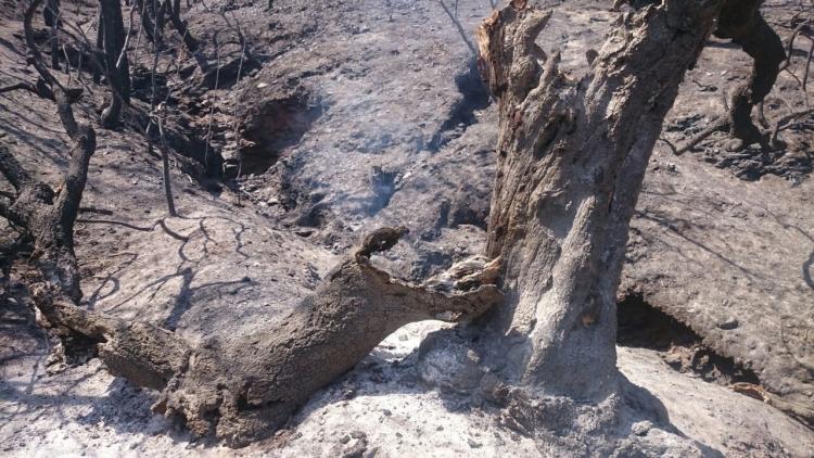 El incendio ha causado una gran devastación en la Sierra de Lújar. 