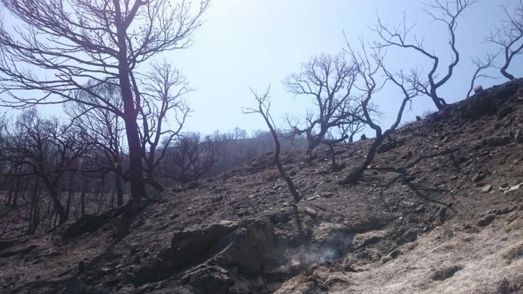 Devastación causada por el fuego en Lujar.