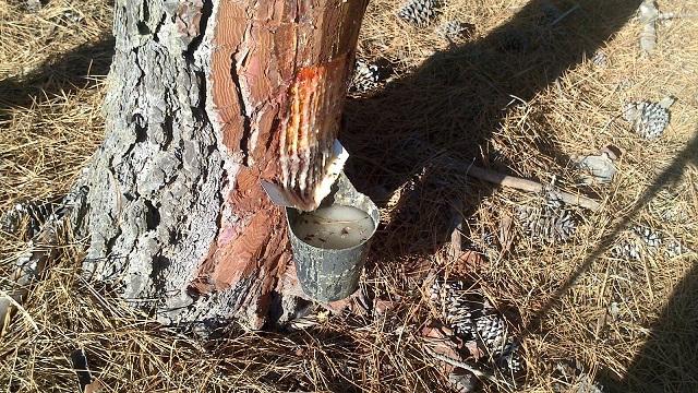 Recolección de resina de un pino en la Sierra de la Almijara.