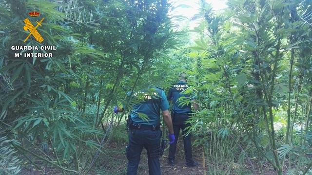 Una de las plantaciones halladas en agosto, en Cogollos Vega. 