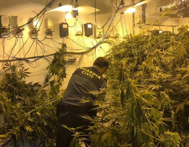 Uno de los cultivos de marihuana descubiertos en Pulianas Uno de los cultivos de marihuana descubiertos en Pulianas.