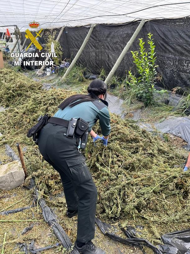 Una agente requisa plantas de marihuana en el invernadero.