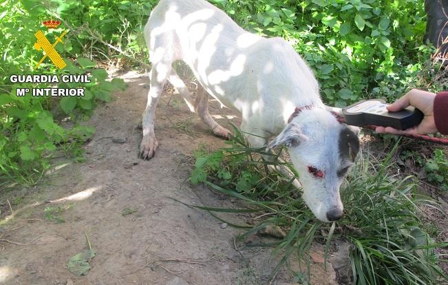 Uno de los perros del investigado. 