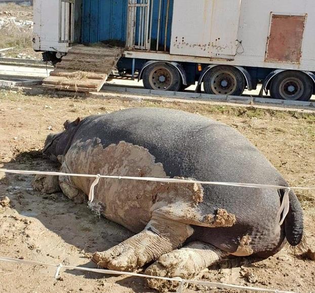 Hipopótamo de un circo instalado recientemente en el municipio.