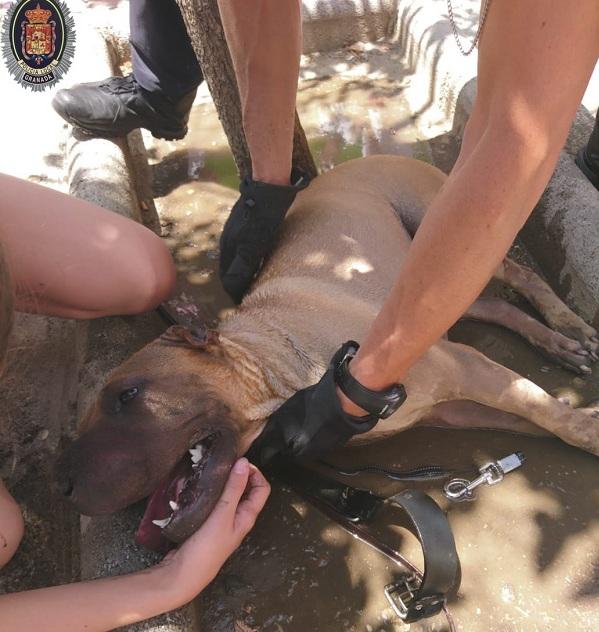 El perro fue llevado a beber agua y refrescarse tras rescatarlo del coche El perro fue llevado a beber agua y refrescarse tras rescatarlo del coche.