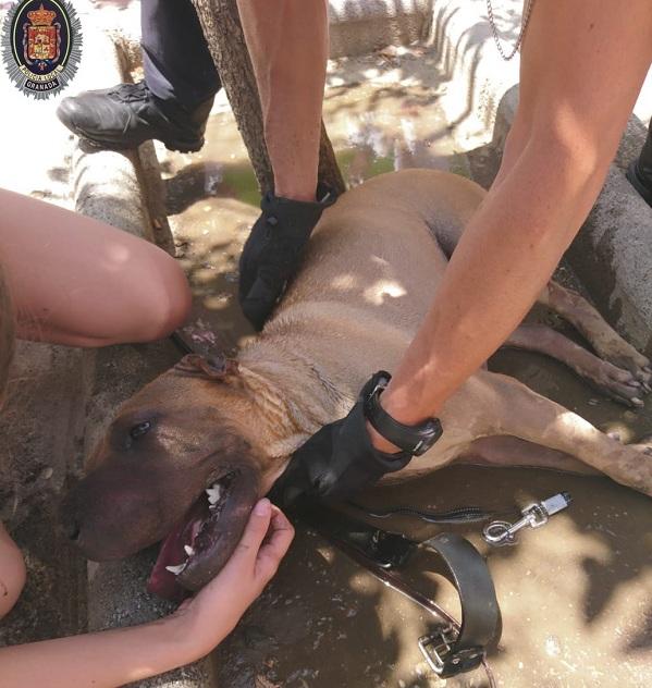 El perro fue llevado a beber agua y refrescarse tras rescatarlo del coche. 