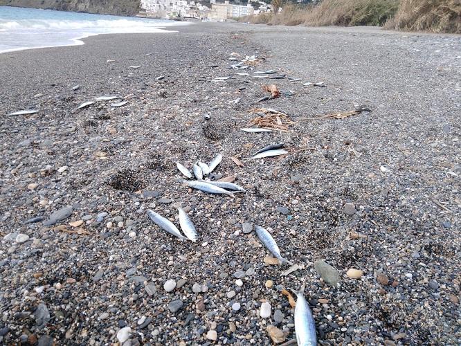 Peces muertos aparecidos en la playa. 