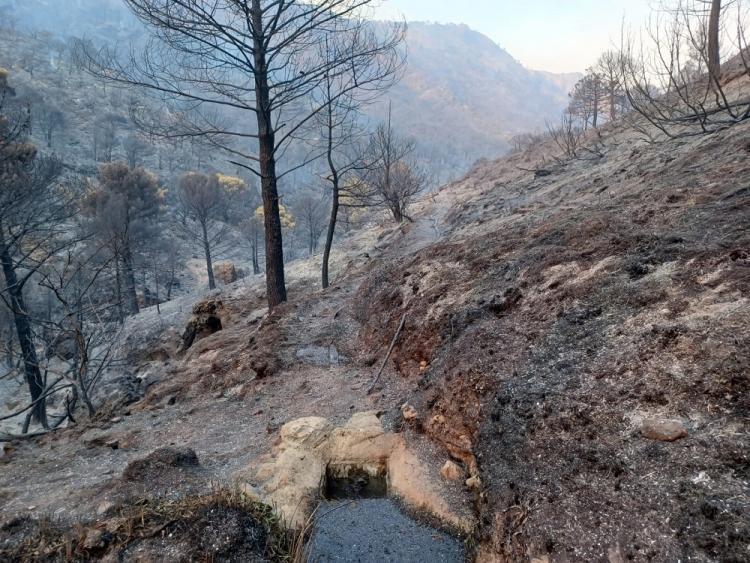 Terrenos arrasados por el incendio de Los Guájares.