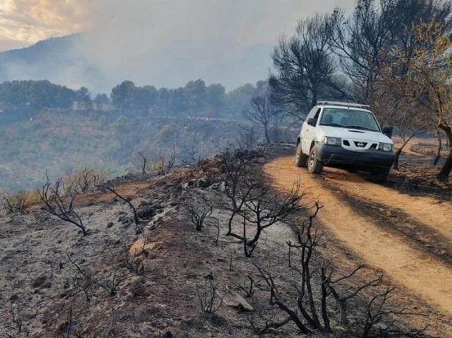 Zona quemada en Los Guájares junto a un camino forestal. 