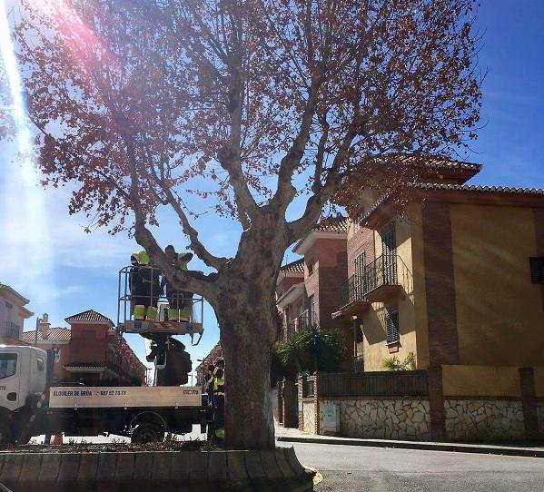 Operarios instalan redes en los árboles para evitar que aniden las palomas.