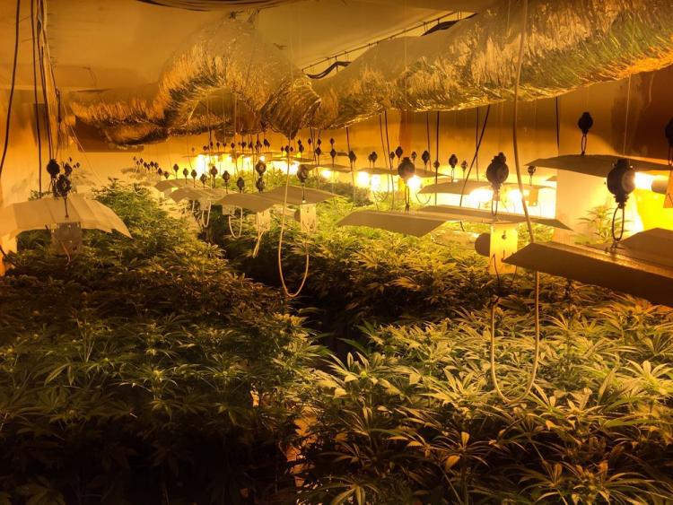 En la operación, la Policía Local ha intervenido casi 500 plantas, además de 4 kilos de cogollos. En la operación, la Policía Local ha intervenido casi 500 plantas, además de 4 kilos de cogollos.