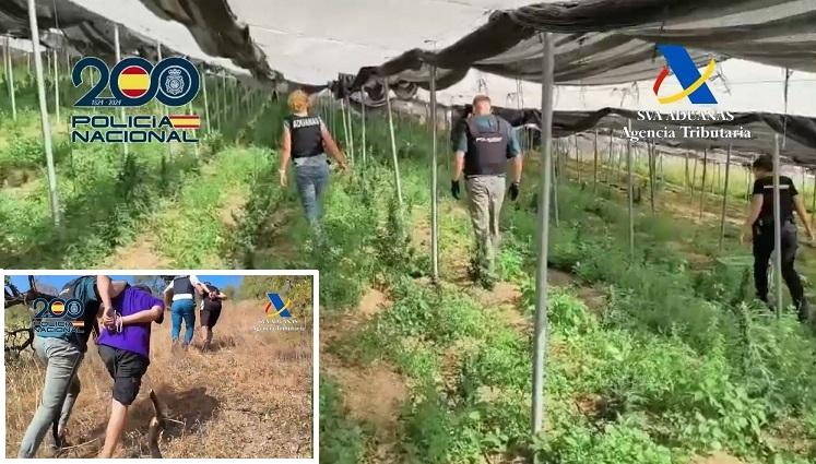 Invernadero de marihuana y dos de las detenciones practicadas. 